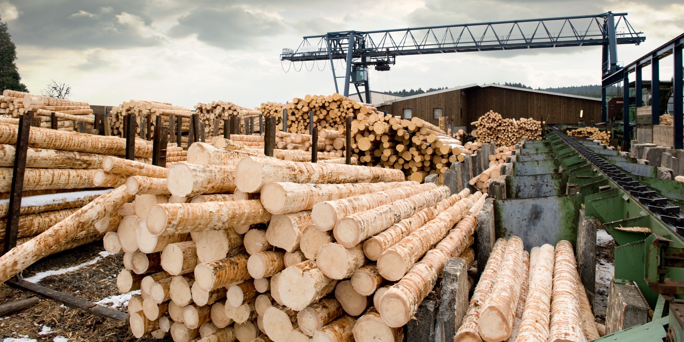 stacked tree stands in timber factory